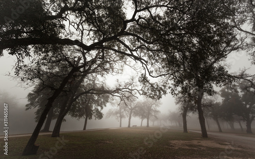 Brownwood Tx  fog in the Riverside Park  winter  season 