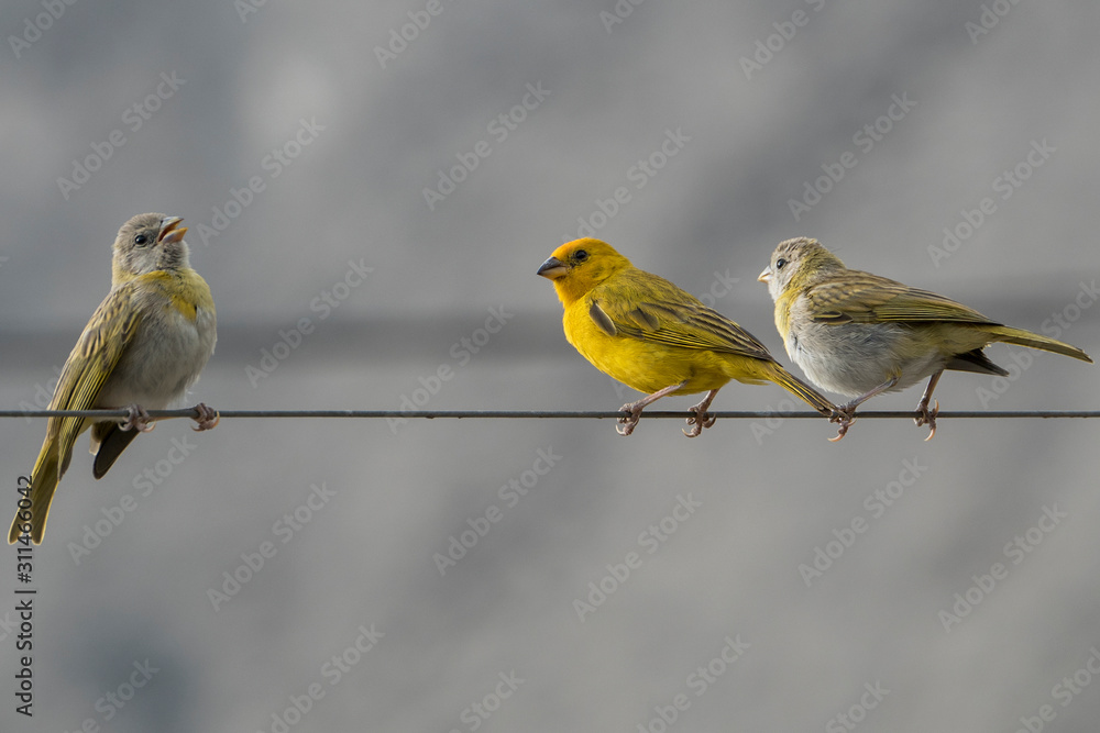 Fototapeta premium Little birds on a cable