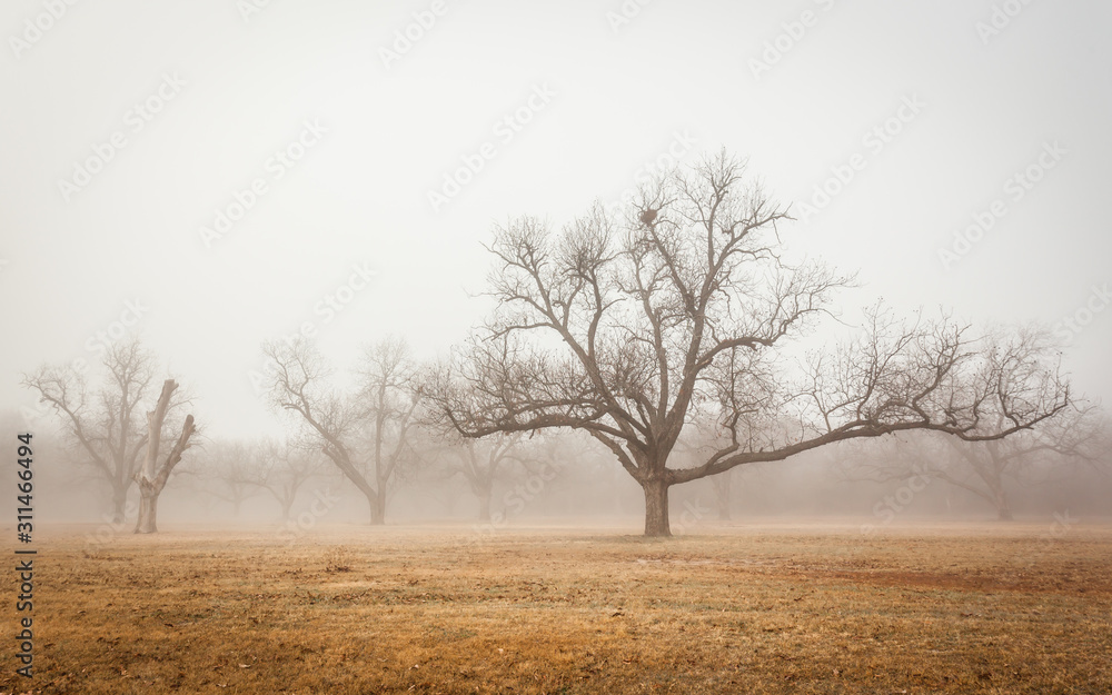Fototapeta premium Brownwood Tx fog in the Riverside Park winter season 