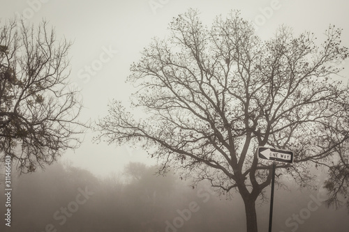 tree in fog sing one way 
