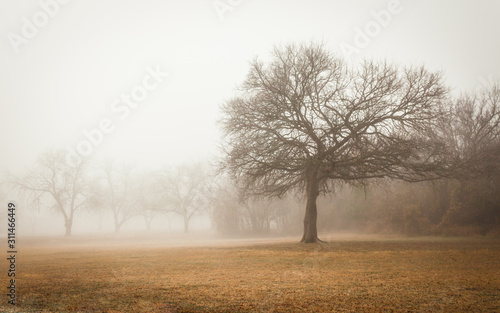 Brownwood Tx fog in the Riverside Park winter season 