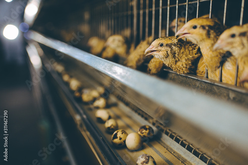 quail bird farm egg cage organic animal poultry photo