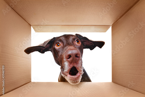 Pointer dog looking into the box with surprise