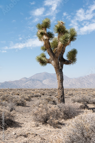 Joshua tree in the desert with mountains i a background