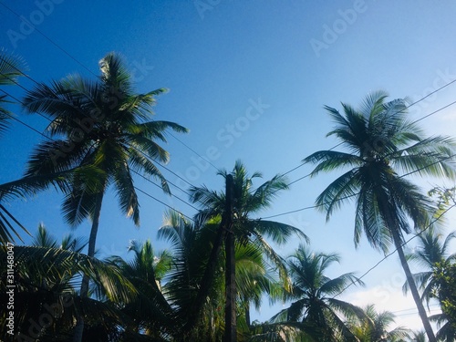 palm trees and blue sky