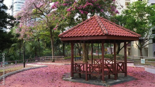 Singapore, Singapore Sep 17/2019 Morning at Block 18 HDB Telok Blangah -4k video of Trumpet trees bursting into full bloom photo