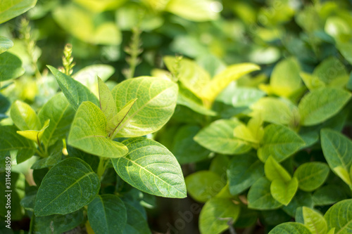 green leaves of a tree