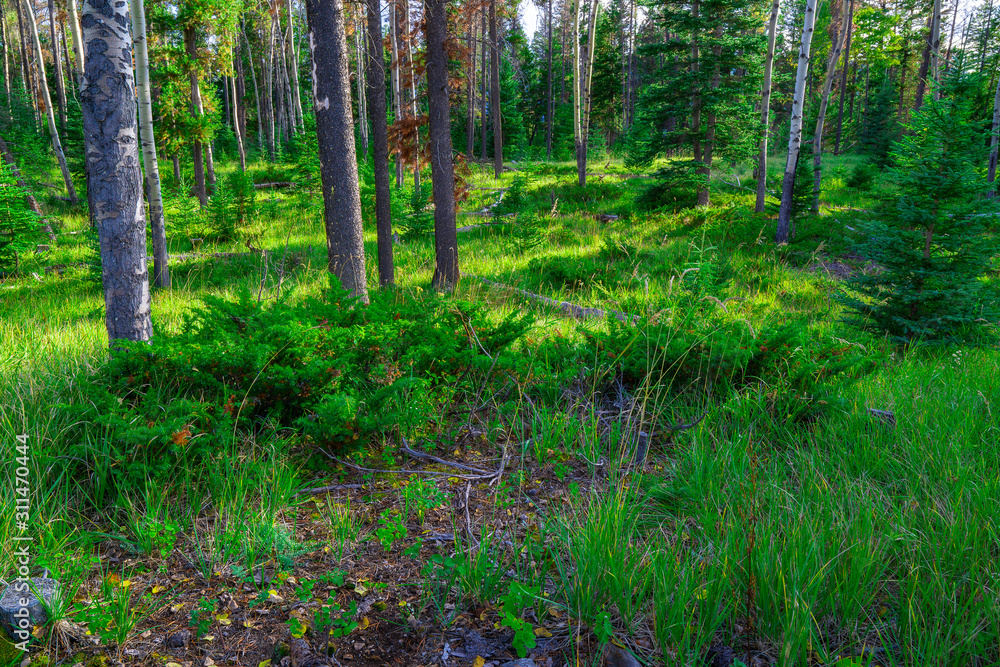 Canadian Wooded Forest In Jasper National Park Canadian Wooded Forest In Jasper National Park