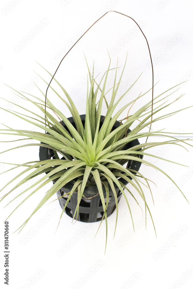 minimalist modern Natural green succulents cactus,in white flowerpot isolated on white background Collection of various cactus and succulent plants in different pots. Potted cactus house plants on whi