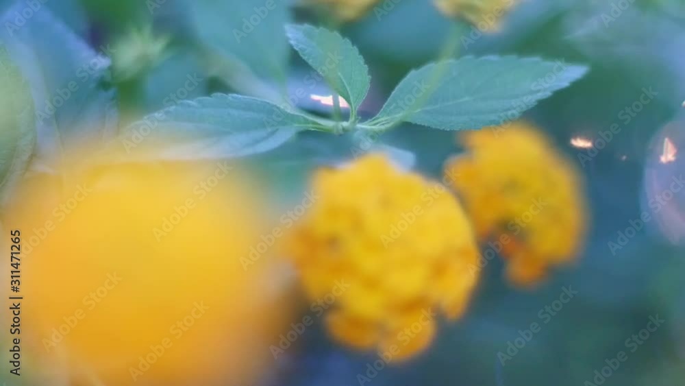 Artsy shot of yellow yarrows coming into focus Artsy shot of yellow yarrows coming into focus