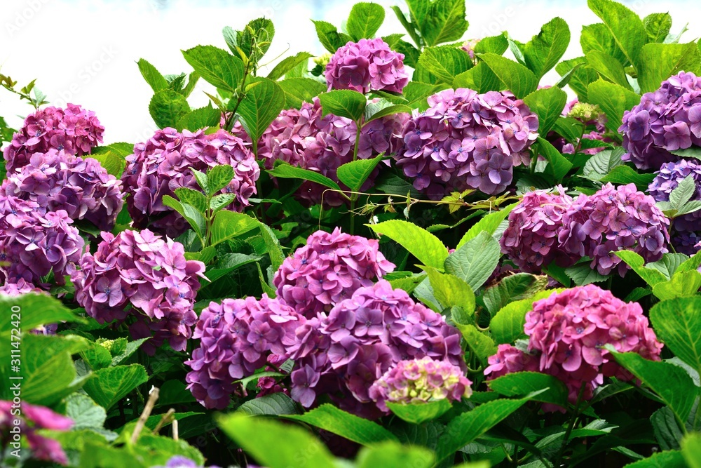 6月アジサイ ピンクの花アップ Stock Photo Adobe Stock 6月アジサイ ピンクの花アップ Stock Photo Adobe Stock