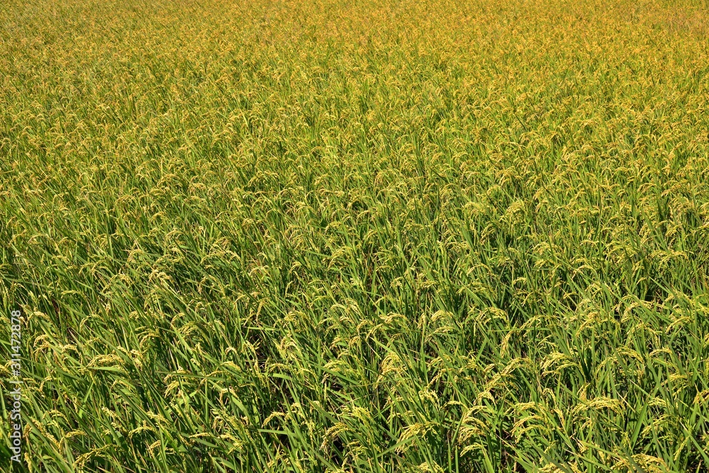 Lush green paddy in rice field ,Autumn background in the Taiwan. Lush green paddy in rice field ,Autumn background in the Taiwan.