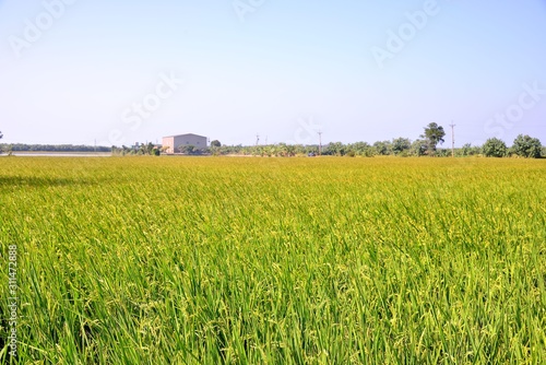 Lush green paddy in rice field ,Autumn background in the Taiwan. 
