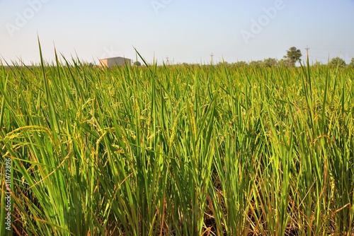 Lush green paddy in rice field ,Autumn background in the Taiwan. 