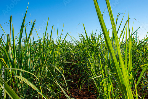 sugar cane plantation