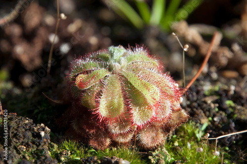 Sydney Australia, Drosera admirabilis or floating sundew plant photo