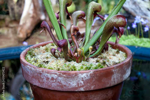 Sydney Australia, Darlingtonia californica with distinctive  serpent's tongue forked leaves photo