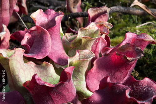 Sydney Australia, entrance to tubes of a Sarracenia purpureas plant  photo