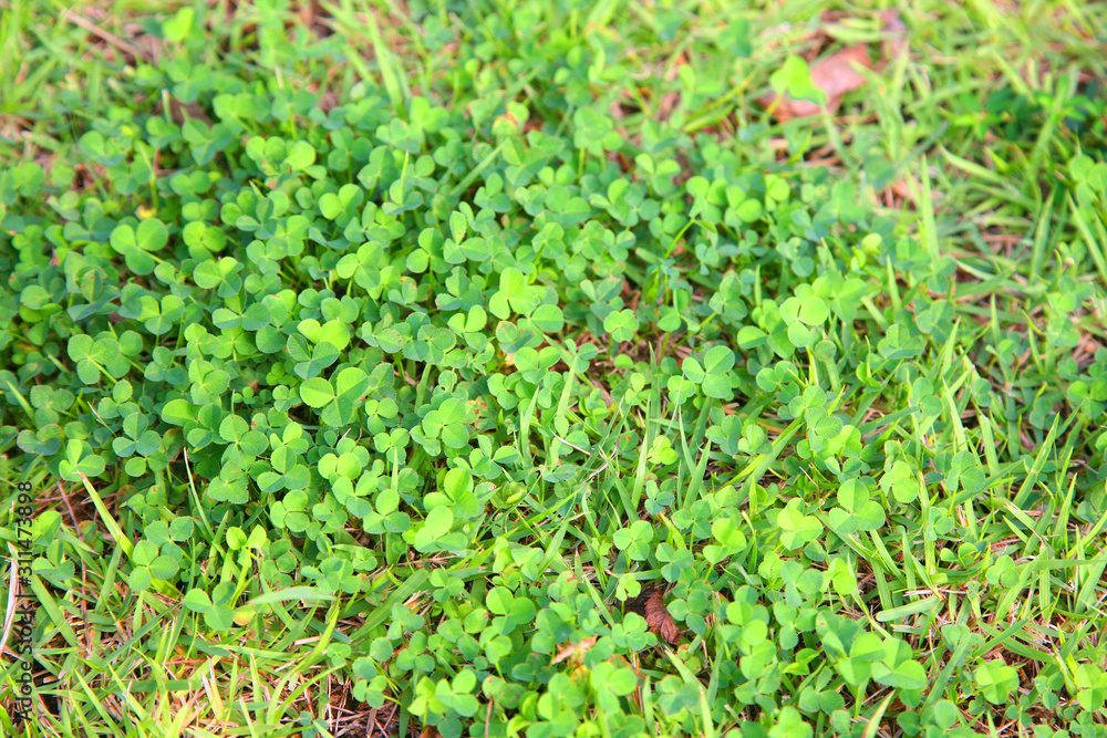 Green clovers leaf.Clover field Green clovers leaf.Clover field