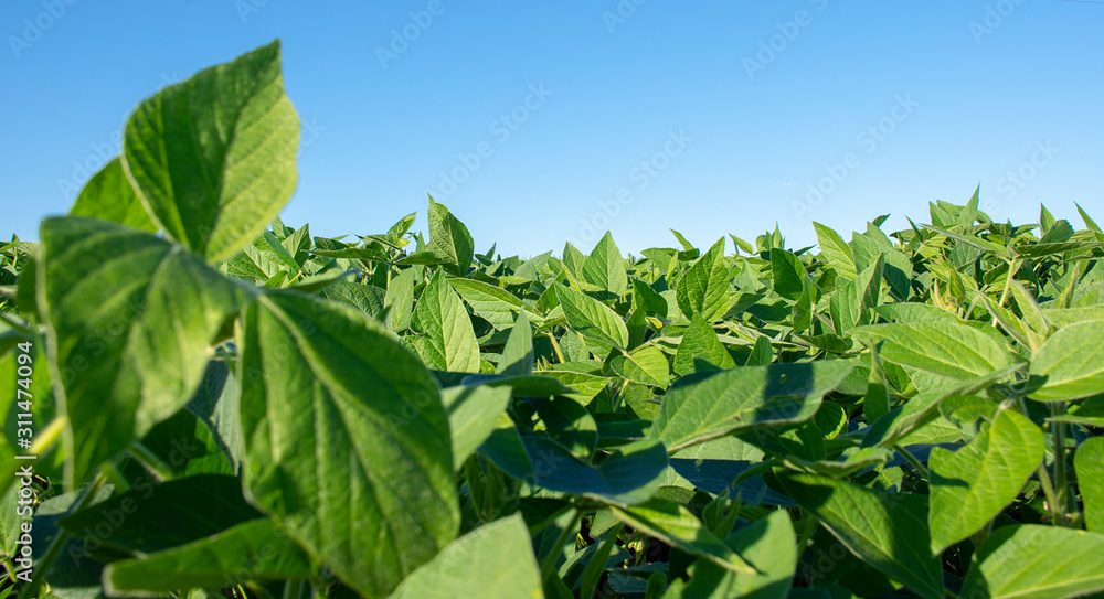 Obraz premium Soy plantation