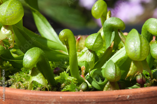 Sydney Australia, close-up of Darlingtonia californica with distinctive  serpent's tongue forked leaves photo