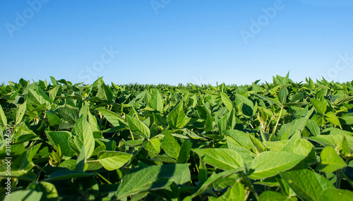Soy plantation