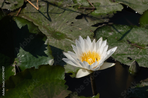 Lotus flower in pond  select focus. White lotus with sunlight.