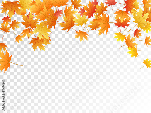 Maple leaves vector illustration, autumn foliage on transparent background.