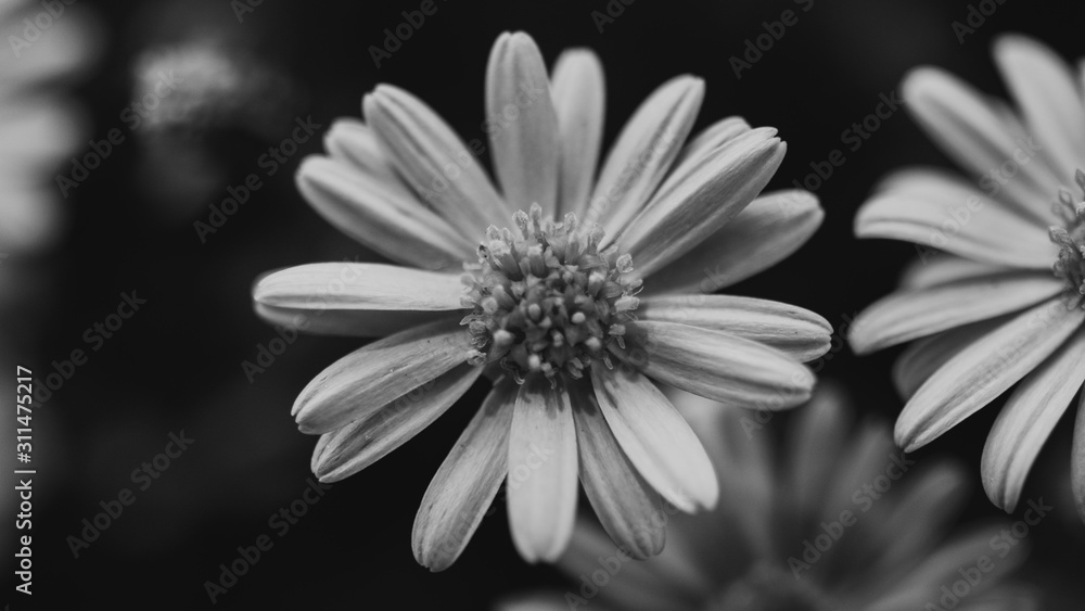 white flower on black background white flower on black background