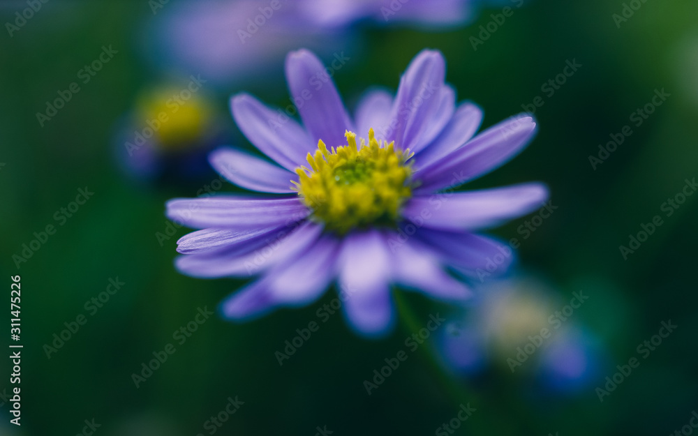 closeup of a flower closeup of a flower