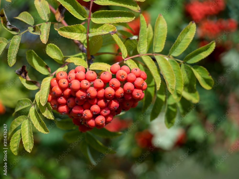 Close-up of a bunch of mountain ash. Autumn sunny day