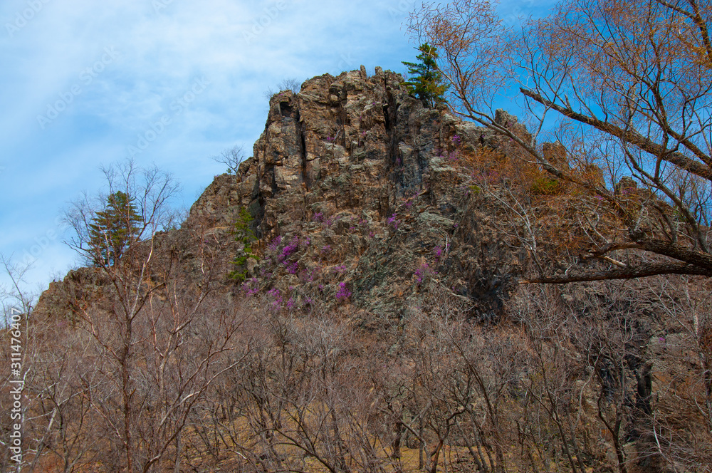 Taiga landscape and nature of the Russian Far East