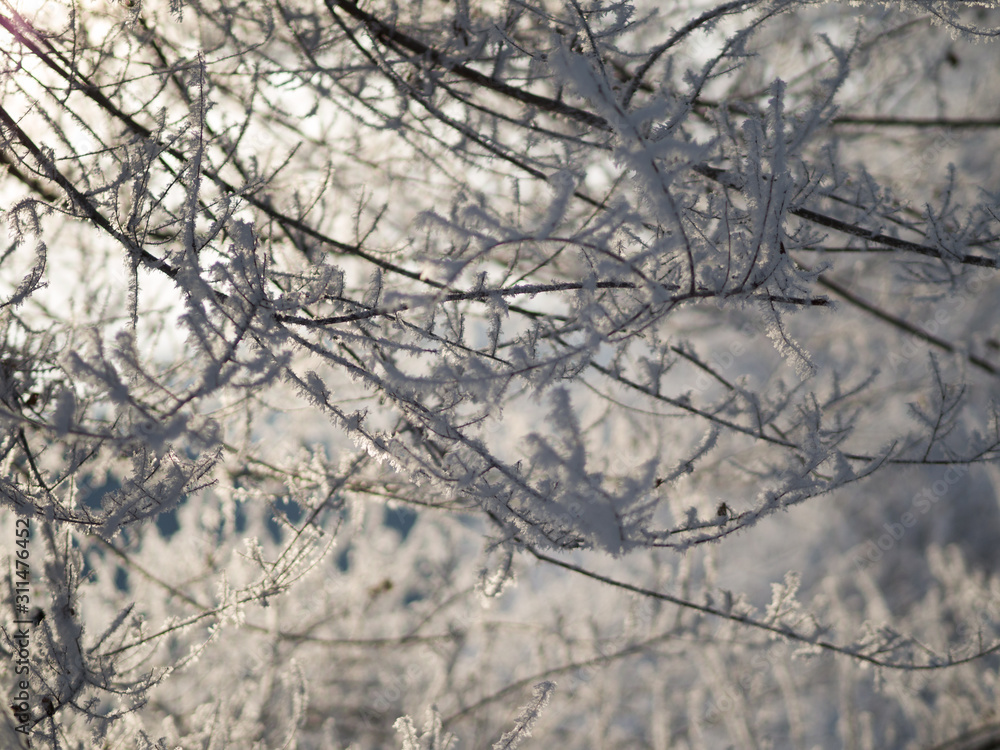 Tree branches covered with hoarfrost in the frost. Winter sunny day Tree branches covered with hoarfrost in the frost. Winter sunny day