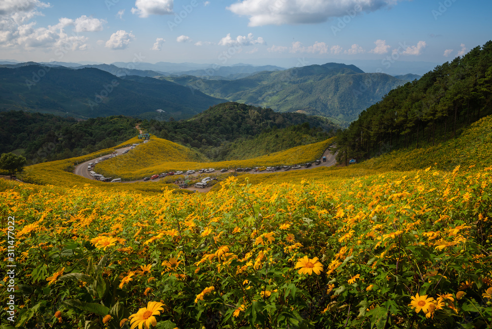 Sunflower on mountain mea hong son Thailand Sunflower on mountain mea hong son Thailand