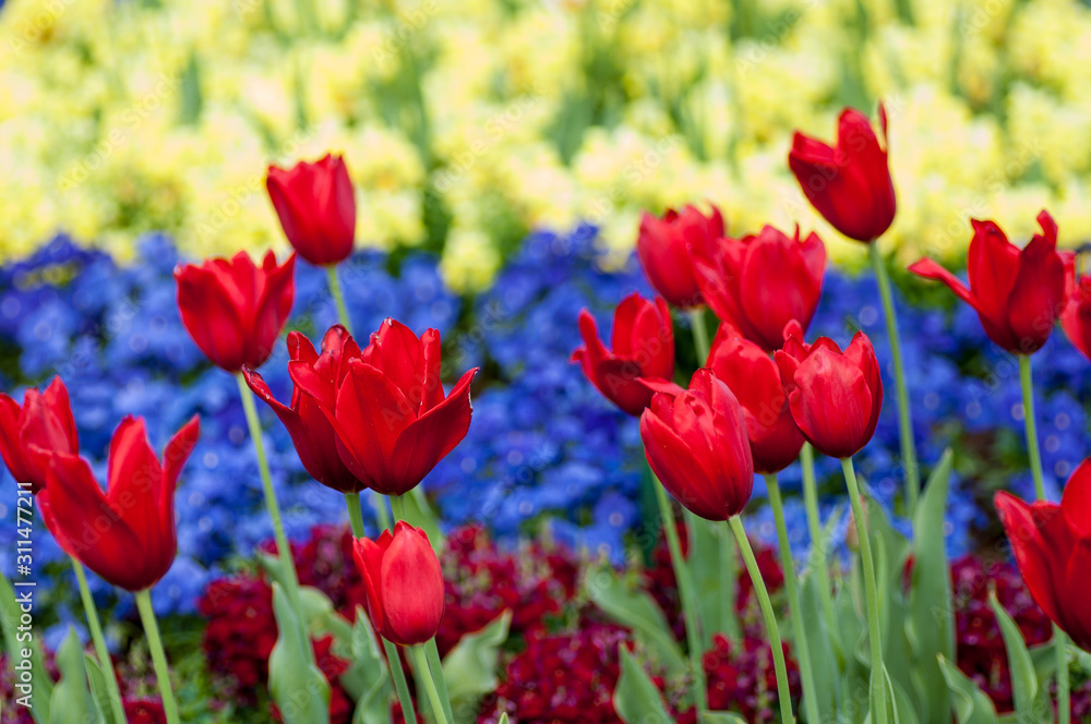 red tulips red tulips