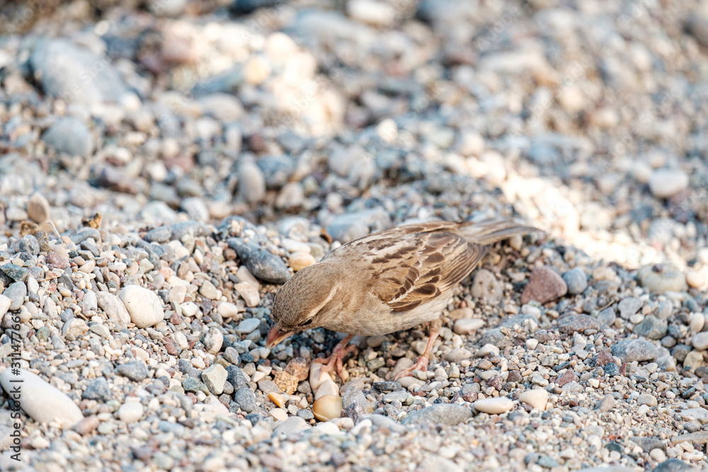 Sparrow among them eats what is left behind by vacationers on the beach blends