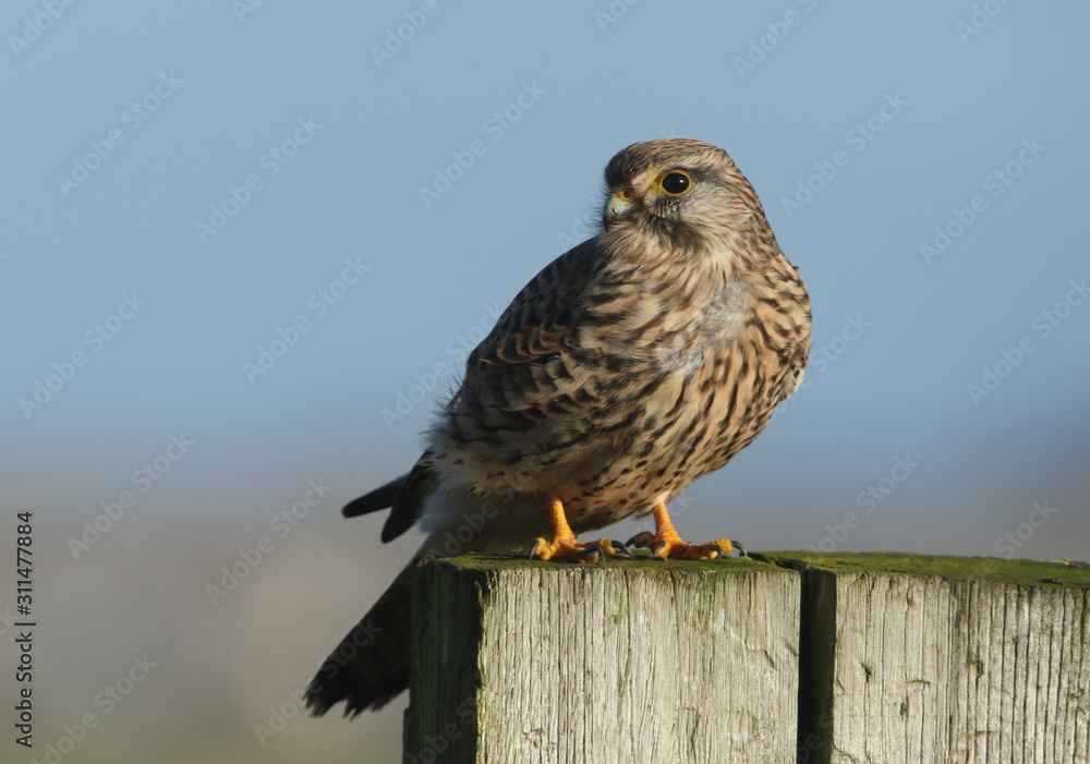 A hunting Kestrel, Falco tinnunculus, perching on a wooden fence post. A hunting Kestrel, Falco tinnunculus, perching on a wooden fence post.