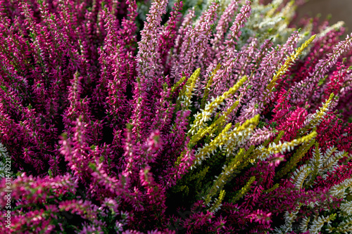 Beautiful red  white and pink heather blossoms closeup. Autumn flowers heather background.