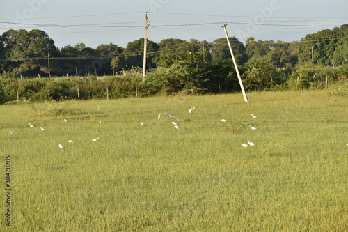white cranes are in the green field at the morning,Common Crane, Cranes Flock on the green field.