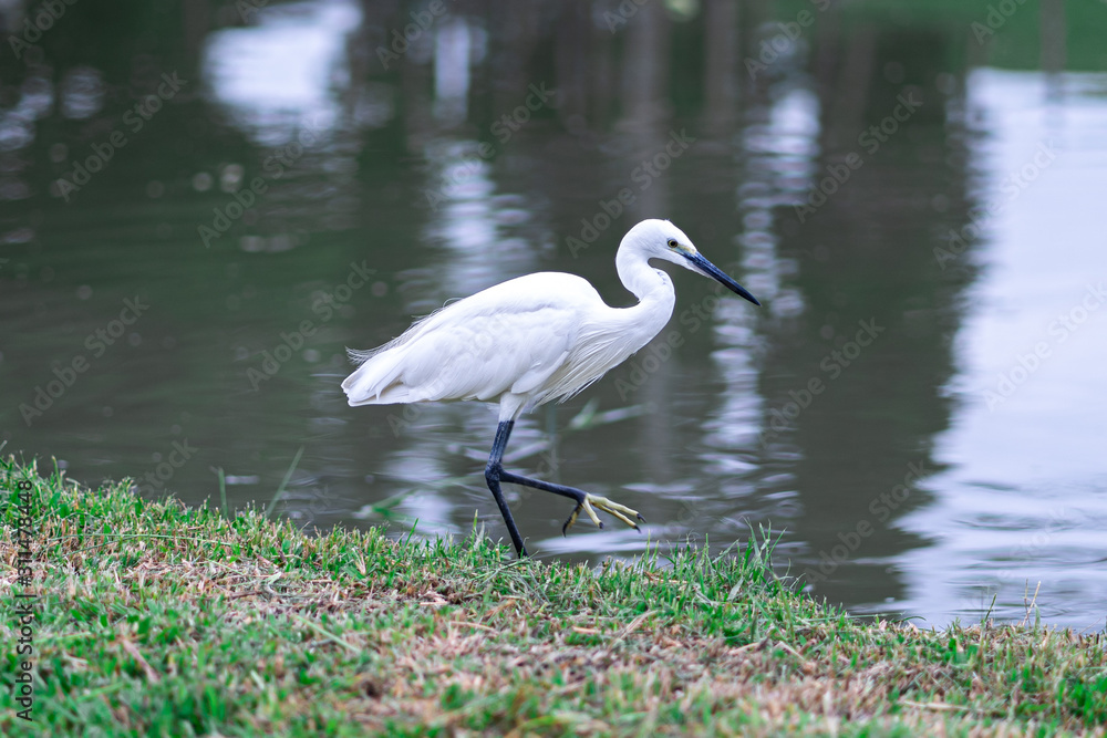 Naklejka premium Great egret