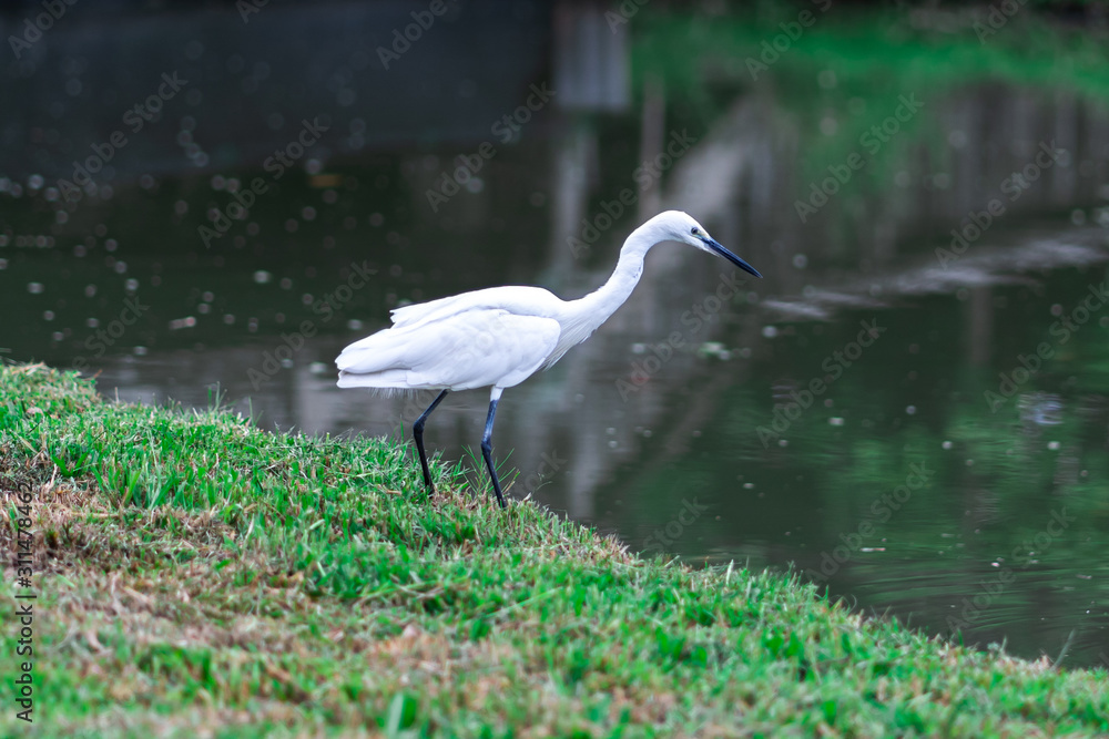 Fototapeta premium Great egret