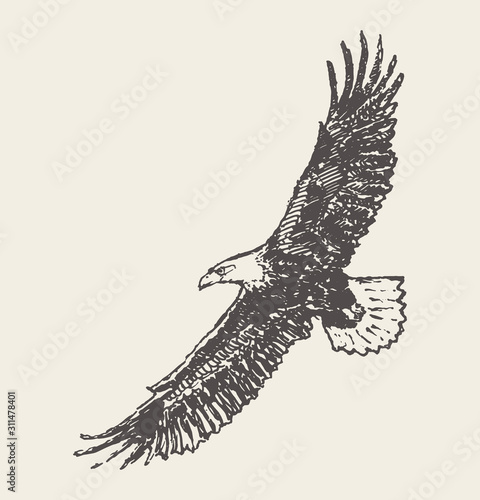 Flying eagle Hand drawn vector illustration sketch