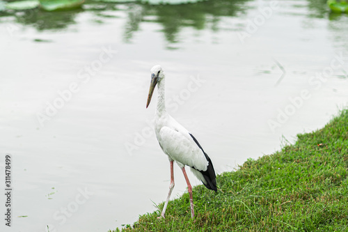 stork in habitat