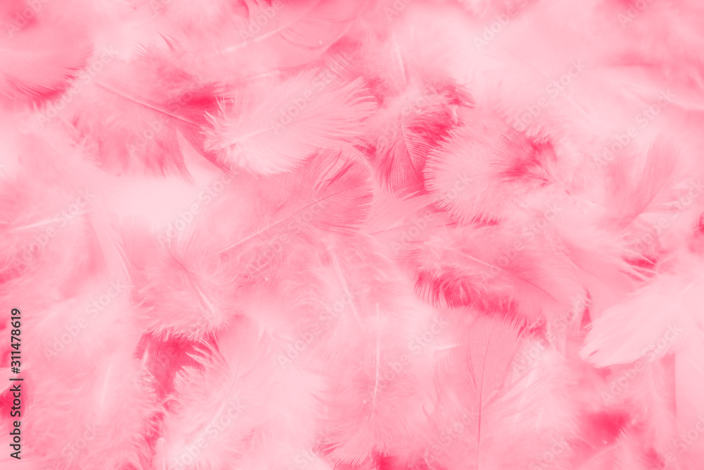 Beautiful abstract colorful white and pink feathers on white background and soft white red feather texture on pink pattern, pink background