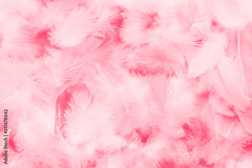 Beautiful abstract colorful white and pink feathers on white background and soft white red feather texture on pink pattern, pink background Beautiful abstract colorful white and pink feathers on white background and soft white red feather texture on pink pattern, pink background