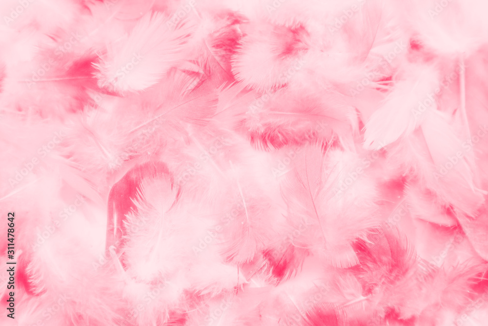 Beautiful abstract colorful white and pink feathers on white background and soft white red feather texture on pink pattern, pink background