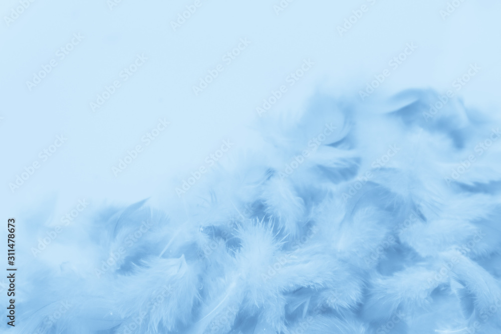 Beautiful abstract colorful purple and blue feathers on white background and soft white pink feather texture on white pattern and blue background Beautiful abstract colorful purple and blue feathers on white background and soft white pink feather texture on white pattern and blue background