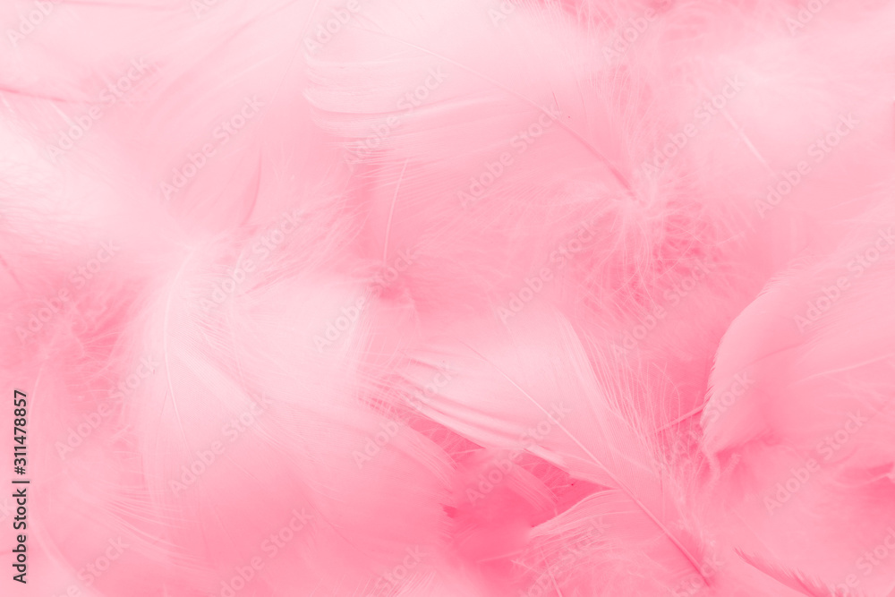 Obraz premium Beautiful abstract colorful white and pink feathers on white background and soft white red feather texture on pink pattern, pink background