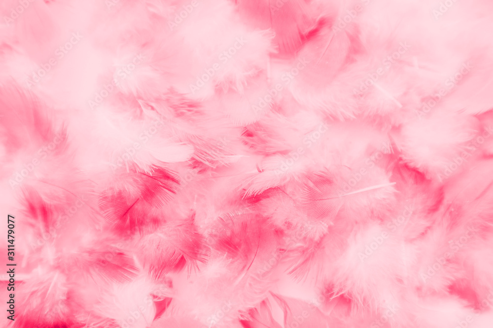 Beautiful abstract colorful white and pink feathers on white background and soft white red feather texture on pink pattern, pink background