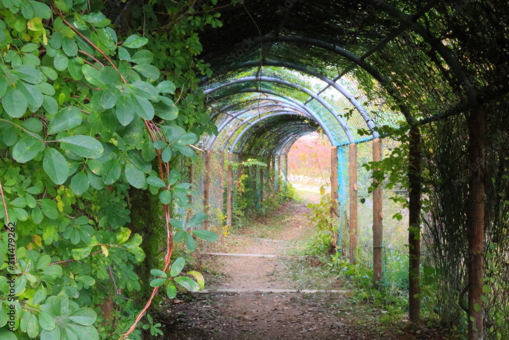 식물 터널